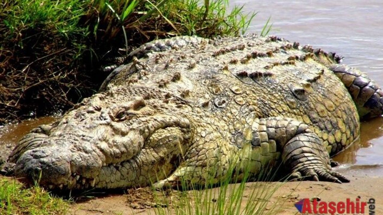 Endonezya'da timsahların insanlara saldırma olasılığı arttı.