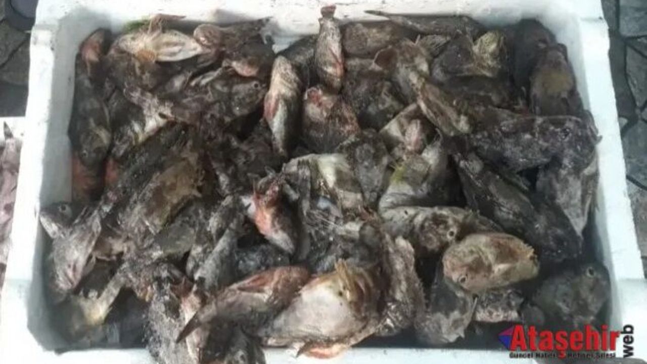 Giresun’da balıkçılarda çalar balığı mesaisi başladı