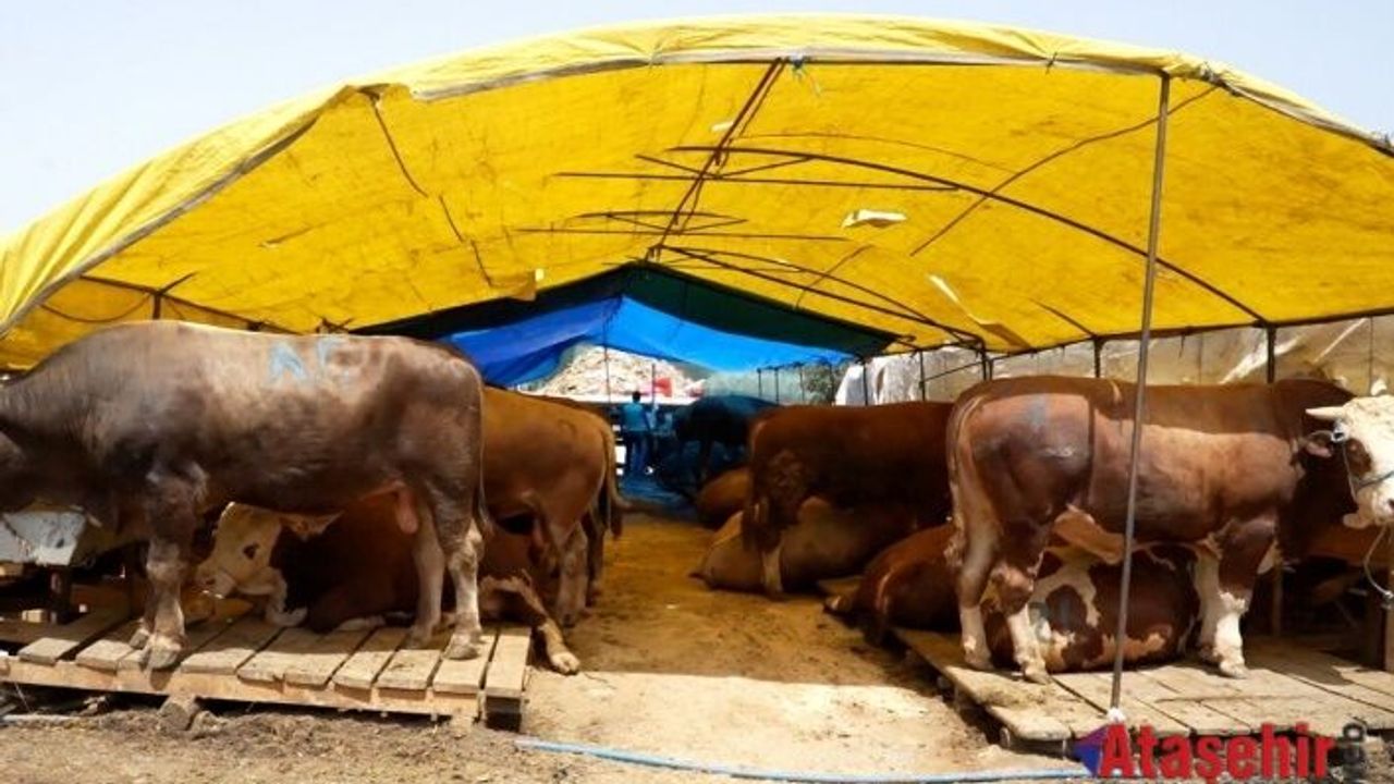 KURBANLIK ALIRKEN DİKKAT EDİLMESİ GEREKEN 9 DETAY: UZMAN İSİM TEK TEK AÇIKLADI