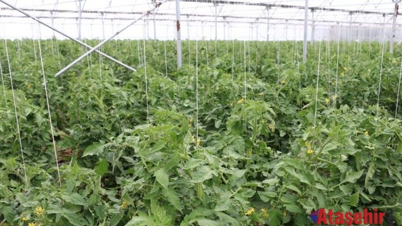 Seralarda Domates ve Salatalık Üretimi Daha Yaygın