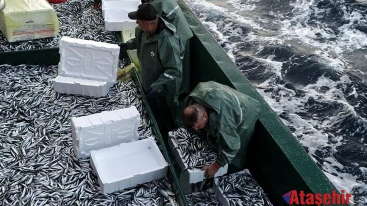 Ege'de hamsi ve sardalya bolluğu