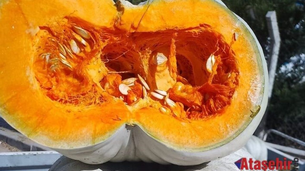 Balkız, Cinsi Bal Kabağı Tadıyla ilgi görüyor 