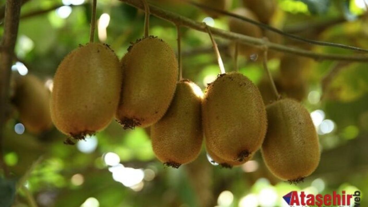 Tescilli Ordu kivisinin hasadına yaklaşık 15 gün sonra başlanacak