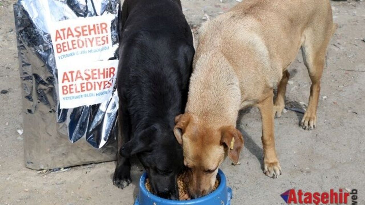 ATAŞEHİR BELEDİYESİ, SAHİPLENİLEN SOKAK KÖPEKLERİNİN AŞI VE MAMA İHTİYAÇLARINI KARŞILAYACAK