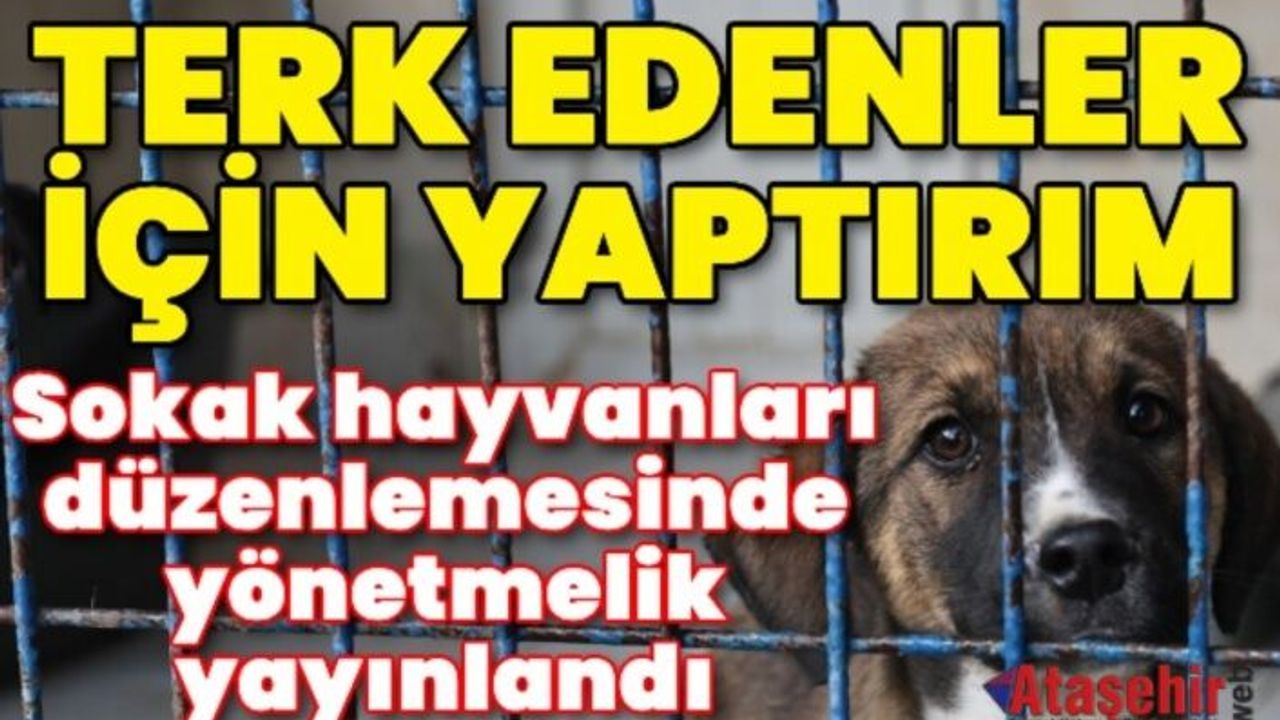 Sokak hayvanları düzenlemesinde yönetmelik yayınlandı