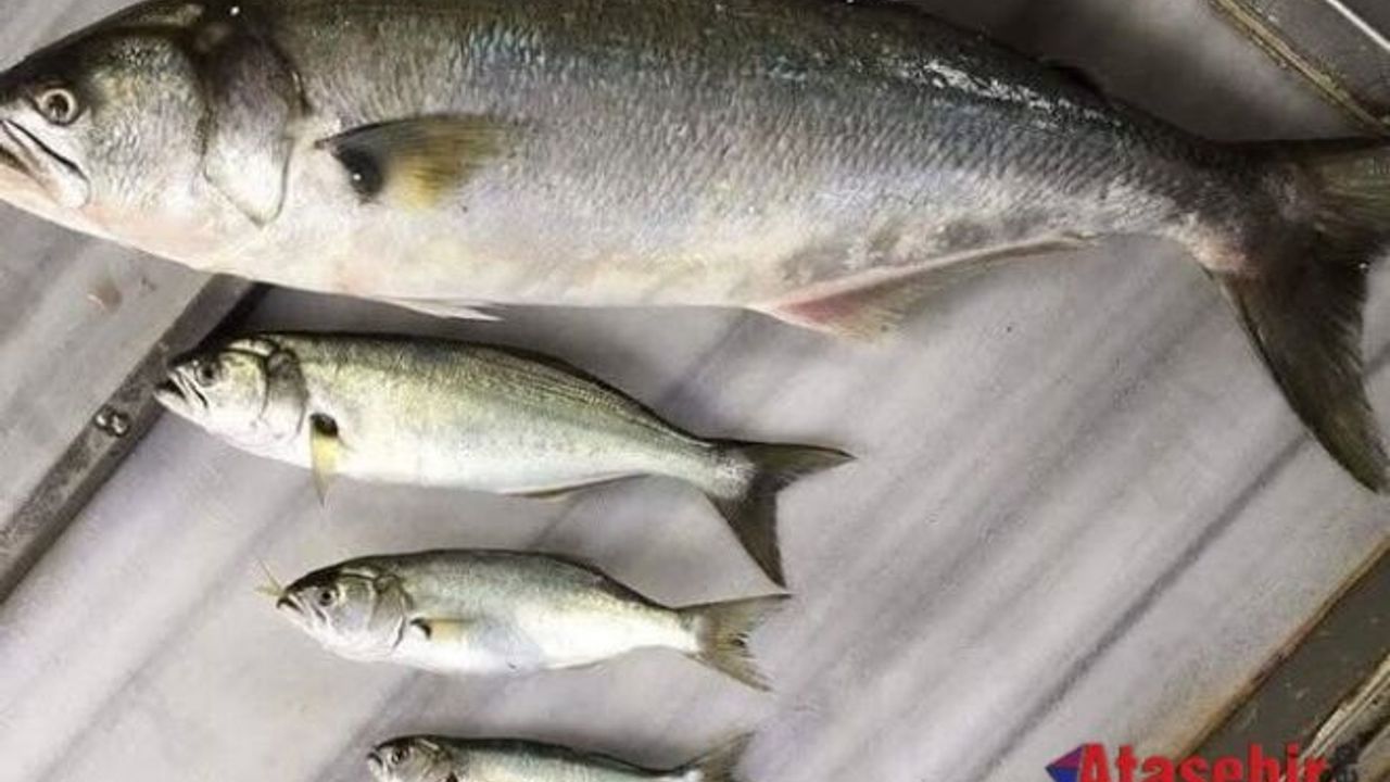 BİR BALIK BU KADAR MI GÜZEL ANLATILIR, Onun adı #PomatomusSaltatrix. 