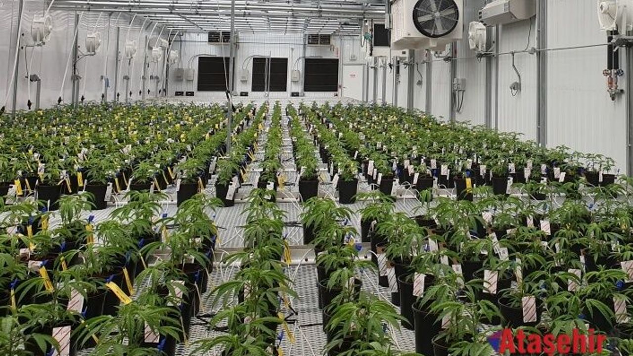 Tıbbi Kenevir Üretiminde Yeni Dönem Başlıyor