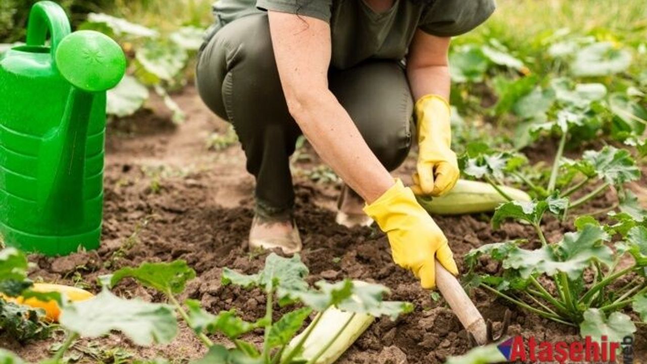 ATAŞEHİR İKİNCİ KENT BOSTANINA KAVUŞUYOR