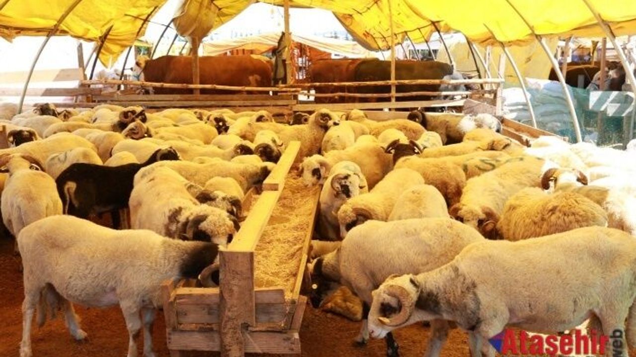 ATAŞEHİR BELEDİYESİ KURBAN BAYRAMI İÇİN TÜM HAZIRLIKLARINI TAMAMLADI
