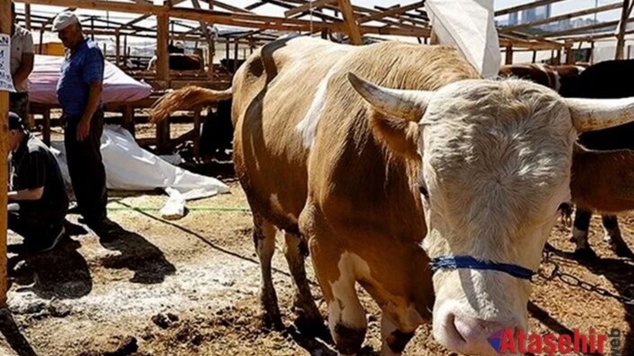 İstanbul’da kurban Satış ve Kesim Yerleri