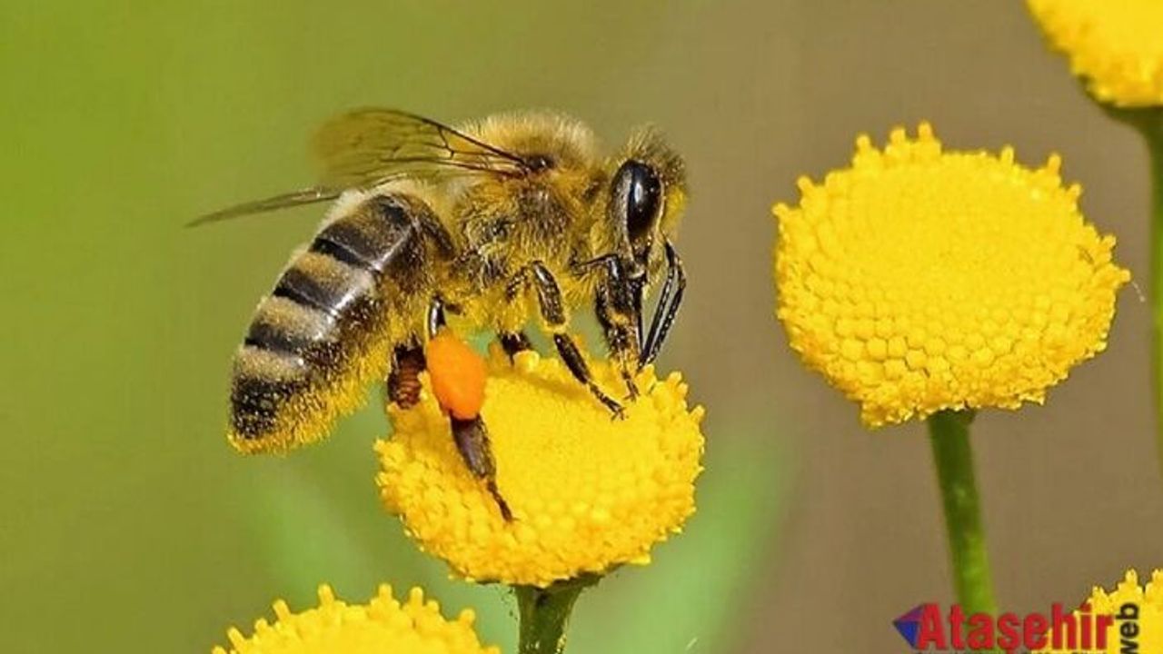 Arıların yok oluşu zincirleme bir çöküşe sebep olur!