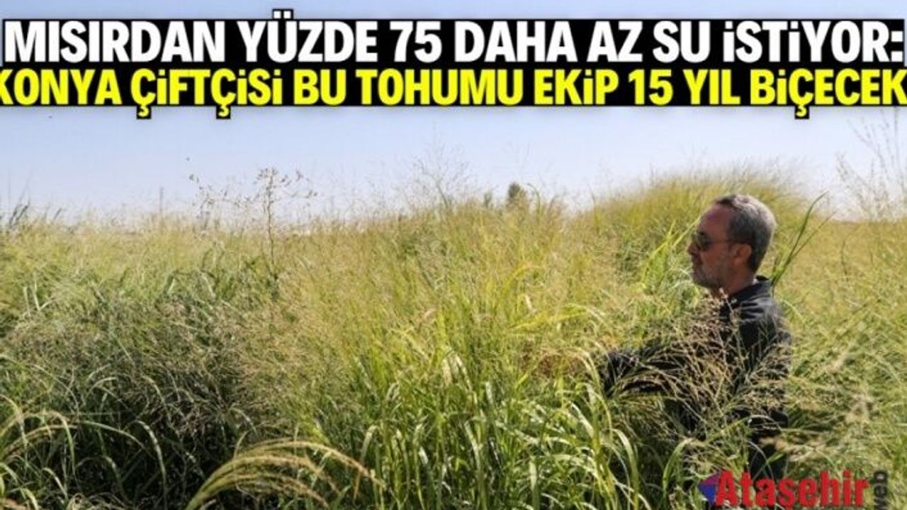 Konya Ovası’nda Su Kıtlığına Çözüm Olabilecek Yeni Yem Bitkisi