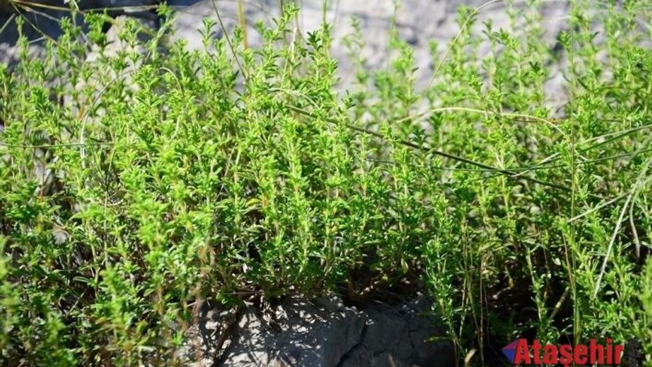 Taşların Arasında Şifa: Akseki’de Kekik Mevsimi Başladı