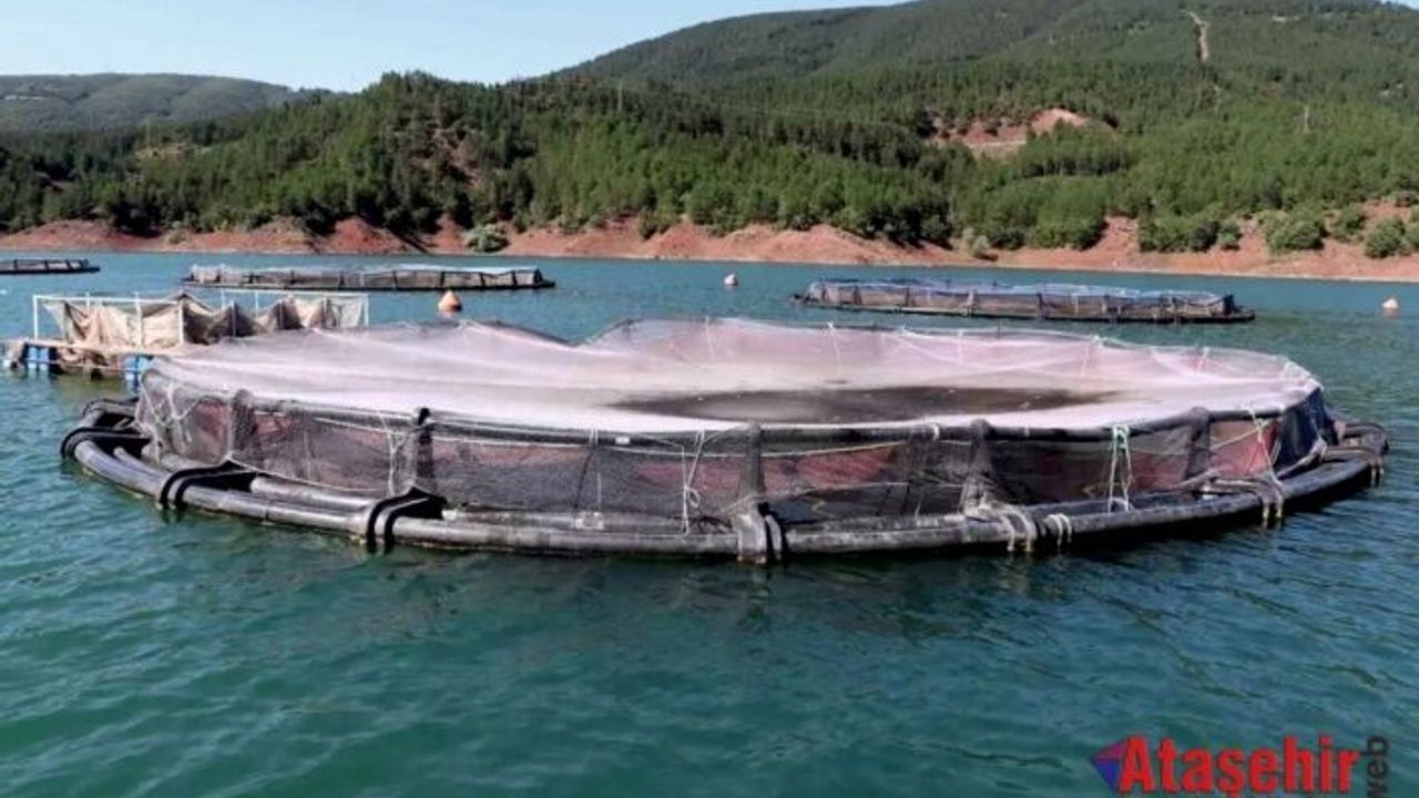 Tokat’tan Dünyaya: Almus’un Balıkları 29 Ülkeye İhraç Ediliyor