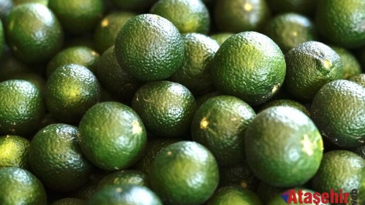 Coğrafi İşaretli Bodrum Mandalinasında Hedef 40 Ton