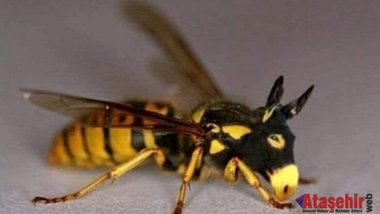 EŞEK ARISININ MÜKEMMEL ZAMANLAMASI: DOĞADAN GELEN HESAPSIZ HESAP