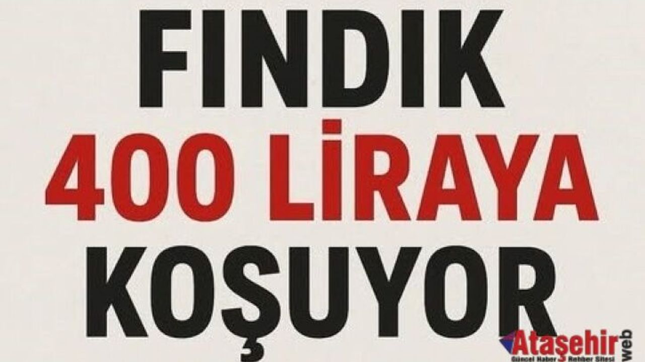 Fındıkta Fiyat Yarışı: 400 TL’ye Doğru Gidiyor!