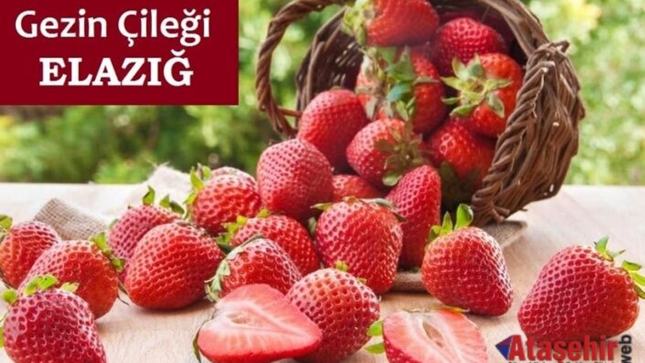 Gezin Çileği: Doğanın Ritmiyle Yetişen Bir Lezzet