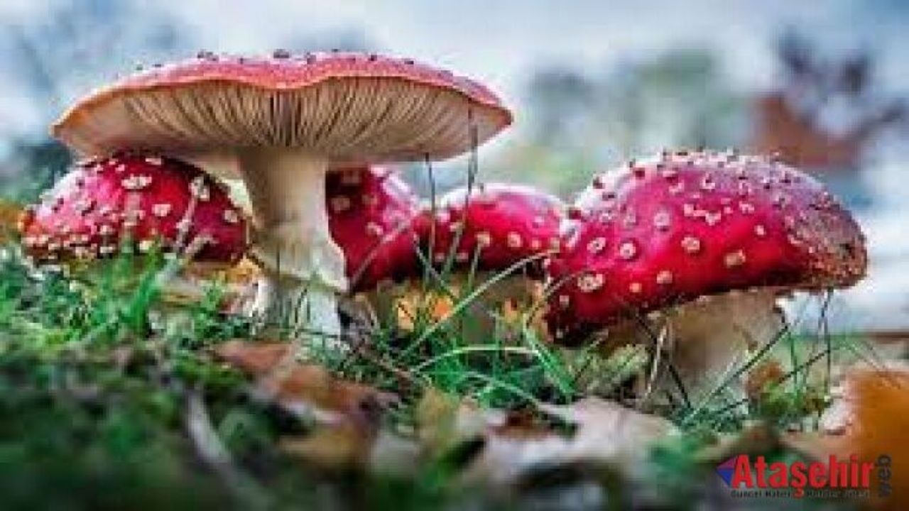 Her Mantar Toplanmaz: Doğada Zehirli Tehlike