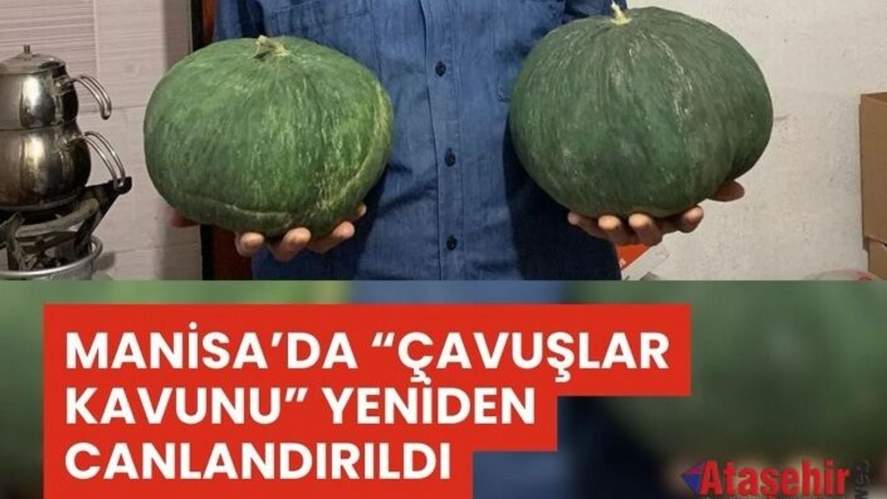 Manisa’da “Çavuşlar Kavunu” Ata Tohumla Yeniden Hayat Buldu