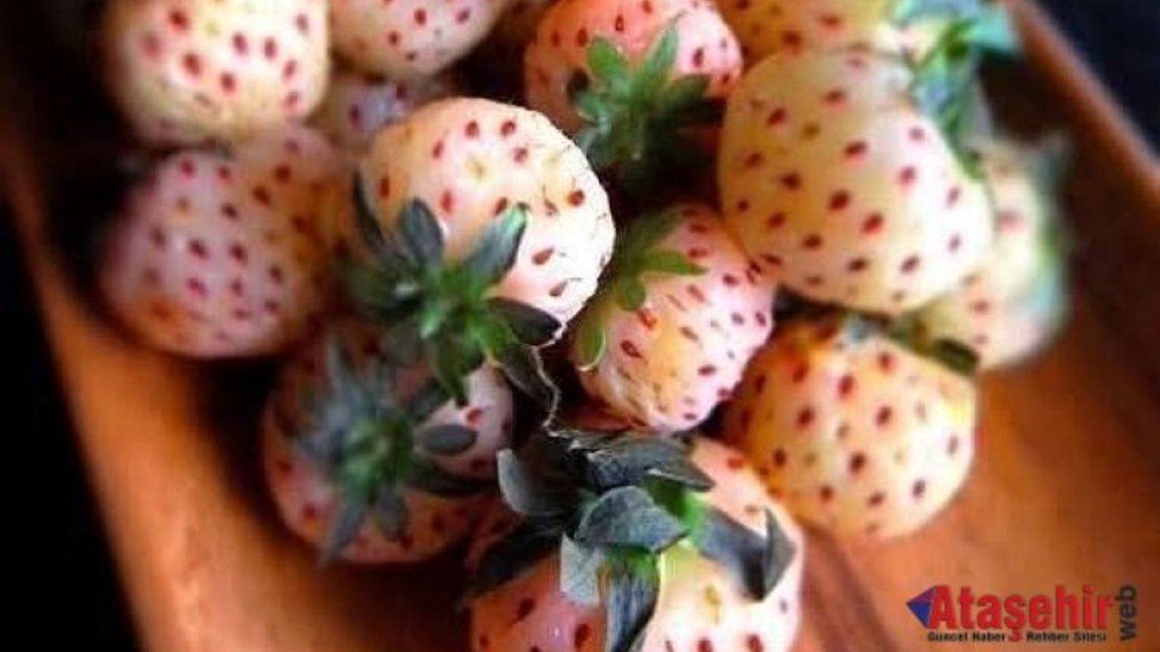 Osmanlı Çileği: Ereğli'nin Aromalı Mirası Yeniden Canlanıyor