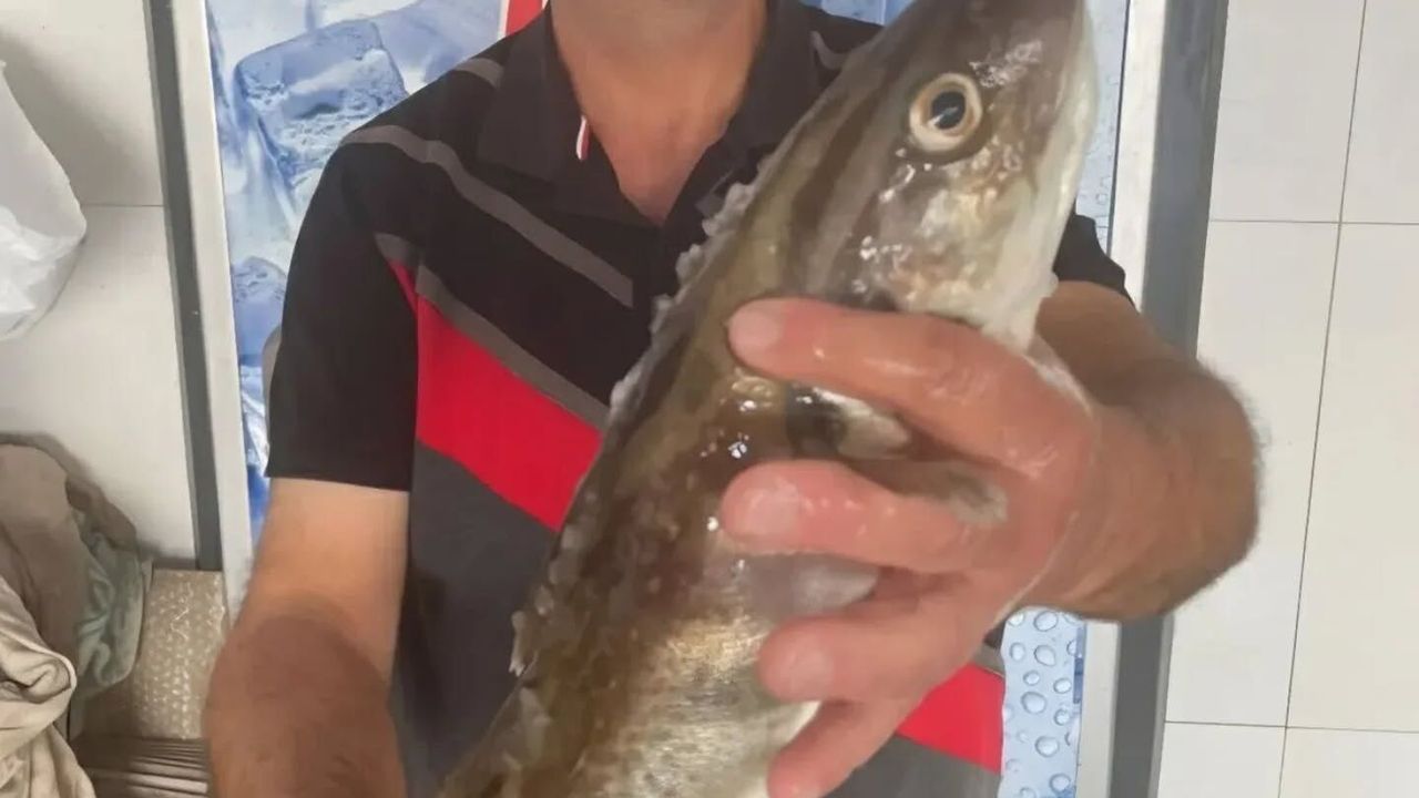 Perşembe’de Mezgit Mucizesi: 1 Kiloluk Dev Balık 1.000 TL’ye Alıcı Buldu