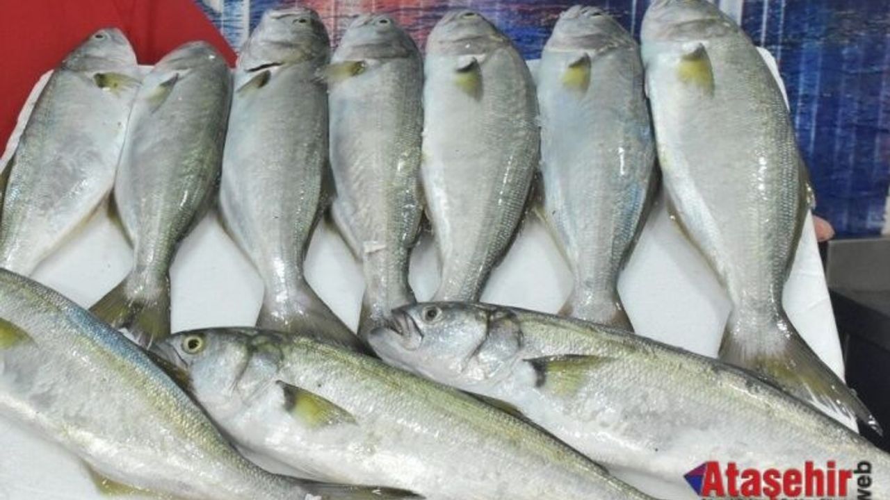 Sinop’ta Balıkçılar Denize Açıldı: Palamut ve Lüfer Cep Yakıyor