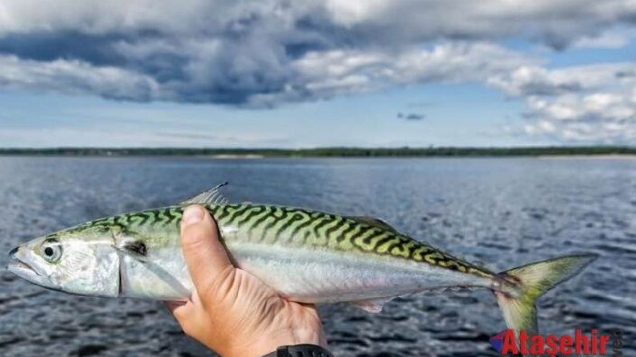 Uskumru Boğaz’a 20-25 yıl aradan sonra Geri Döndü
