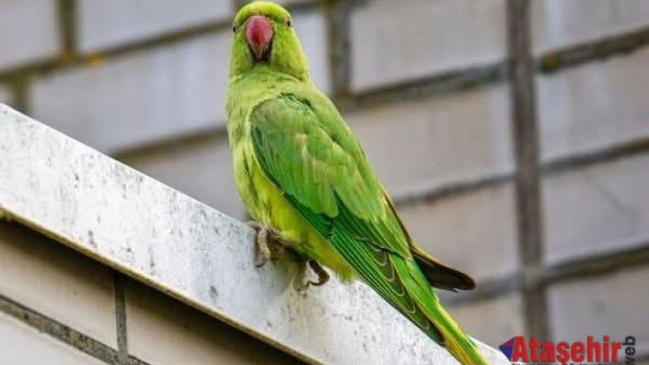 Yeşil Papağanlar: Kentin Renkli Ama Sessiz İstilacıları