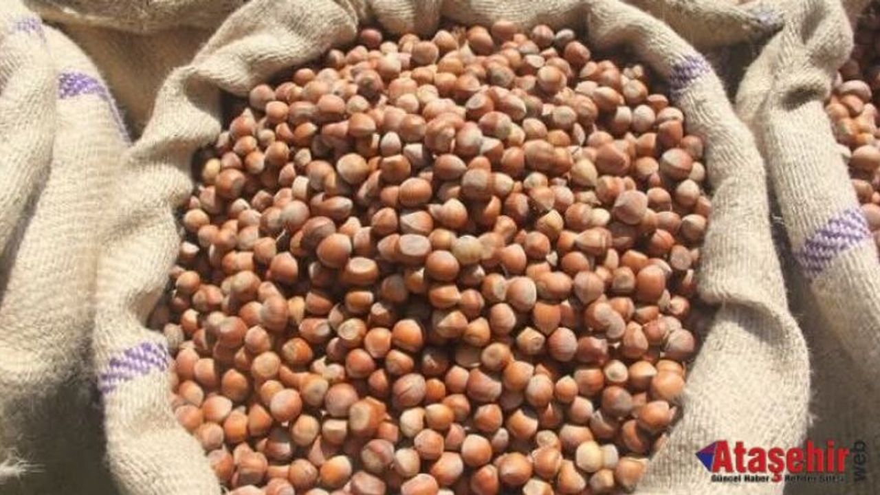 Fındık Üreticisine Güvence: Alım Fiyatı Brüt 370 TL, Net 362 TL