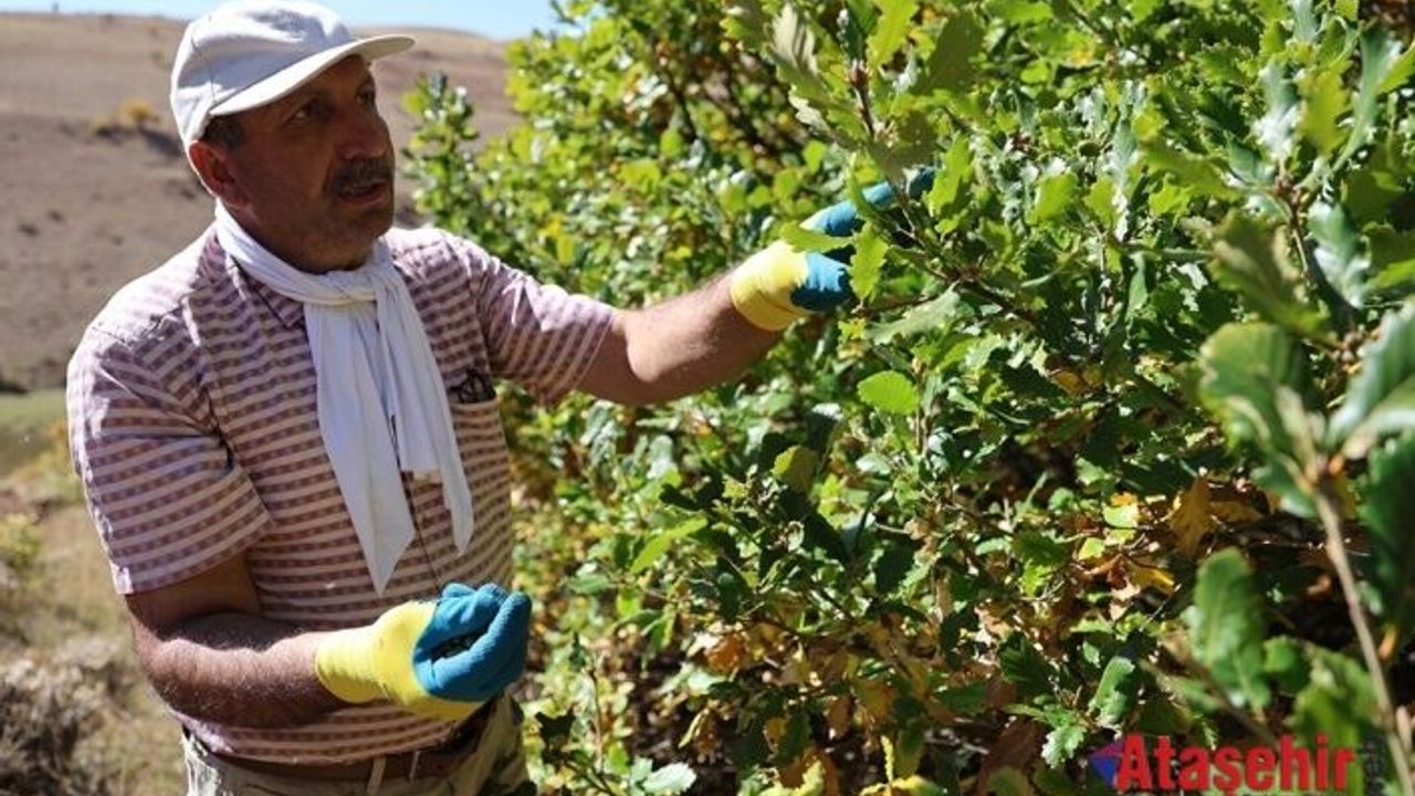 Hasan Kaymaz’ın 21 Yılldır çorak araziyi yeşertiyor