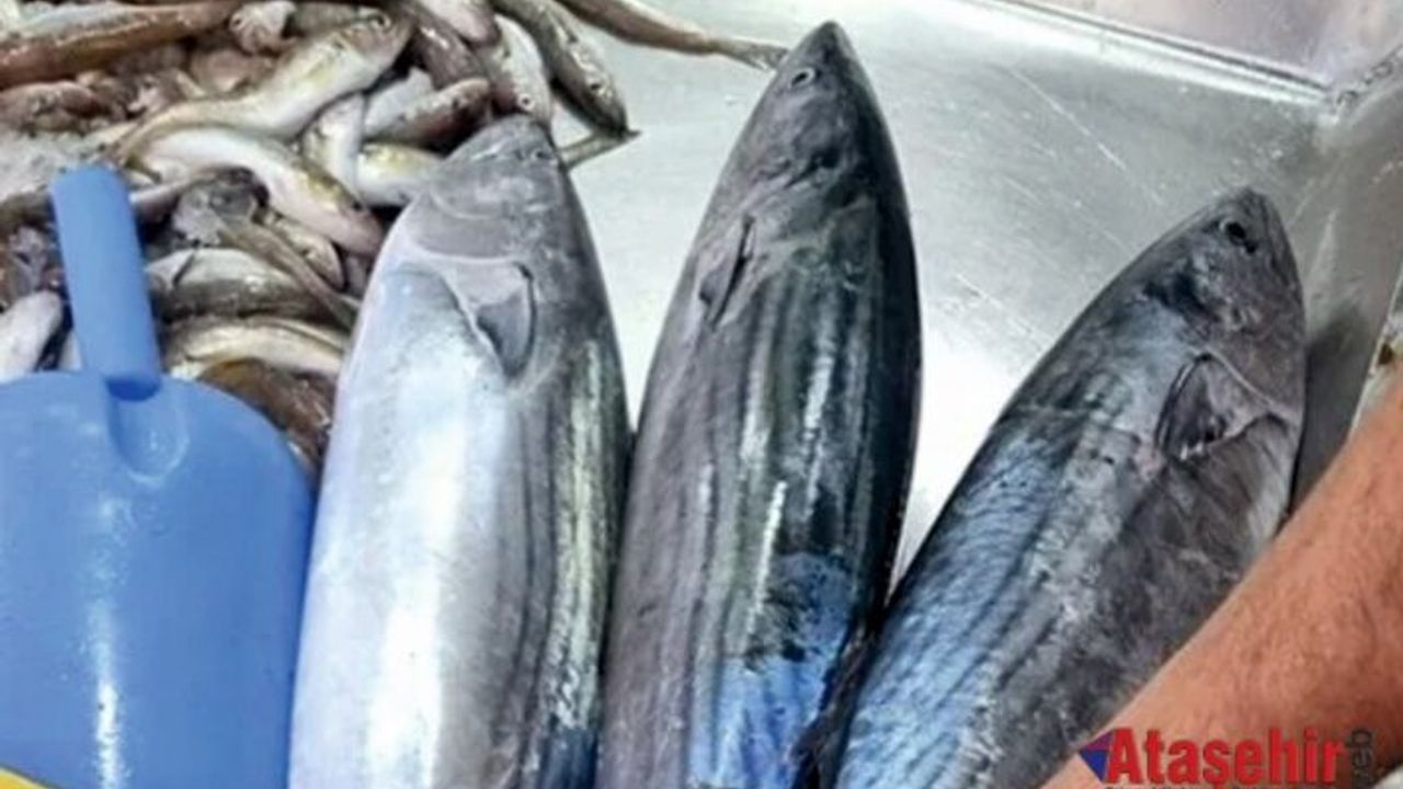 SİNOP’TA TORİK BEREKETİ: DENİZLER UMUT VERİYOR