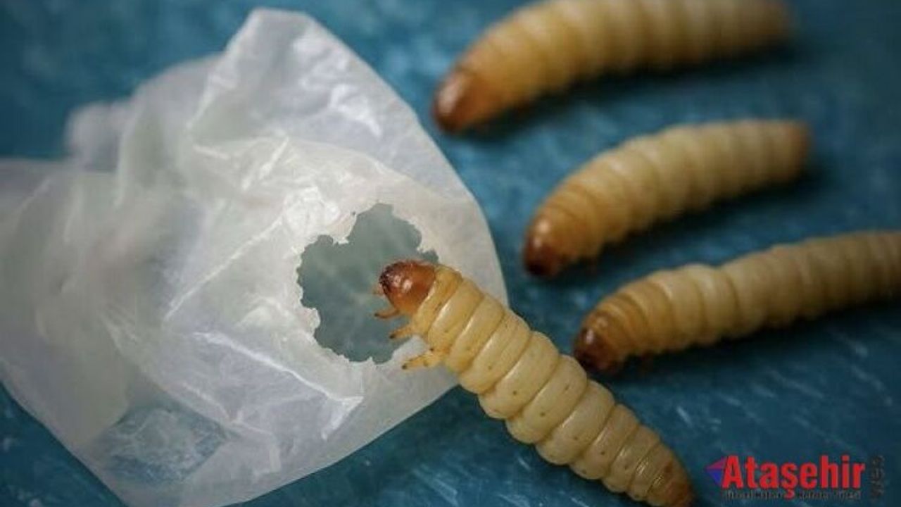 Doğadan Gelen Çözüm: Balmumu Kurdu Tırtılları Plastik Yiyor!