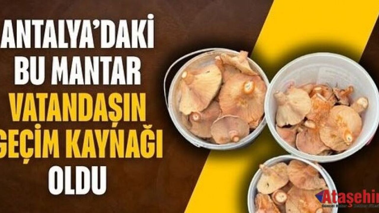 Doğal Mantar Vatandaşın Geçim Kaynağı Oldu