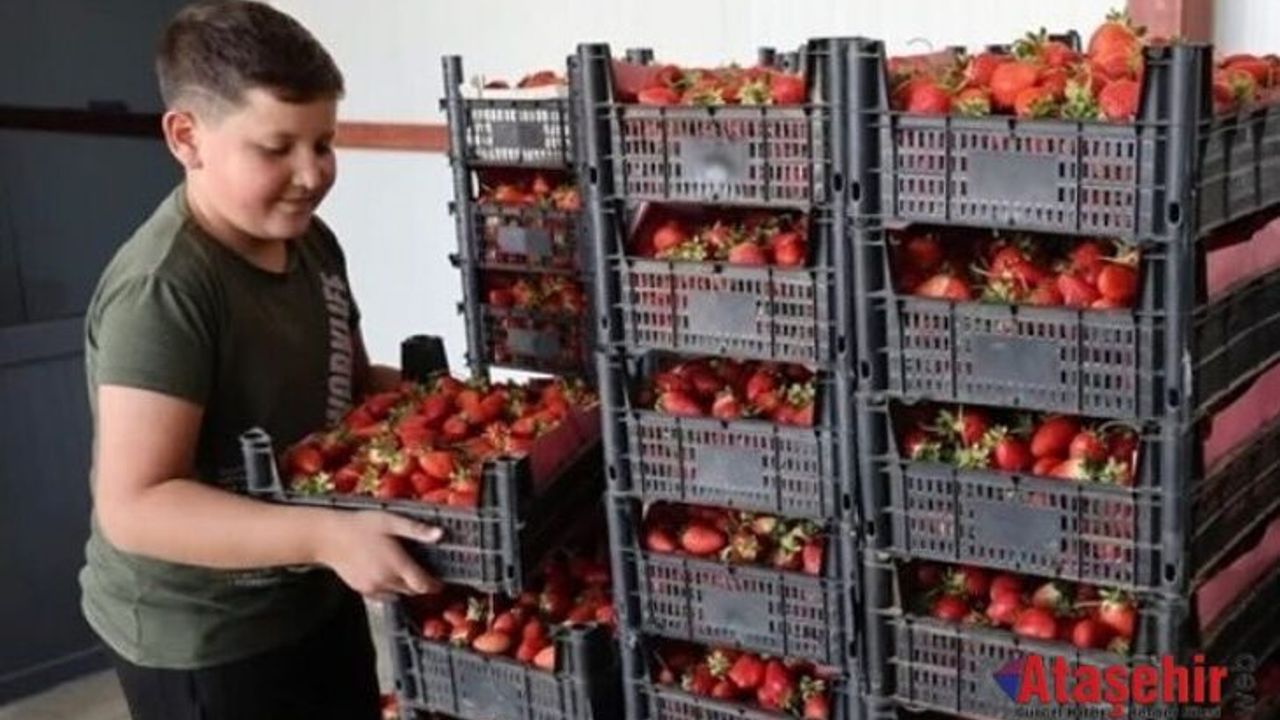 Ovacık Çileği Dünya Pazarında Talebe Yetişemiyor!
