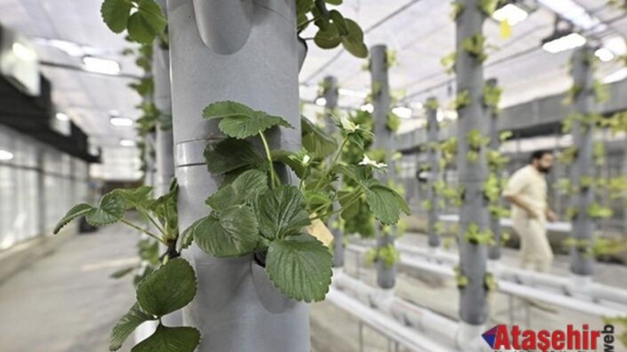 Topraksız Dikey Tarım: Geleceğin Üretim Modeli Türkiye’de Hayata Geçiyor