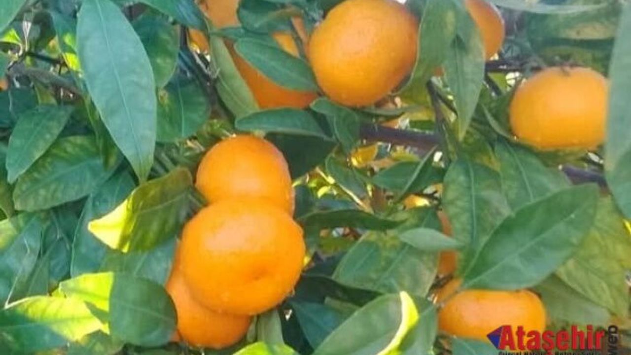 Ataşehir Kooperatifinde Çarşamba Günleri Organik ve Ekolojik Ürünler