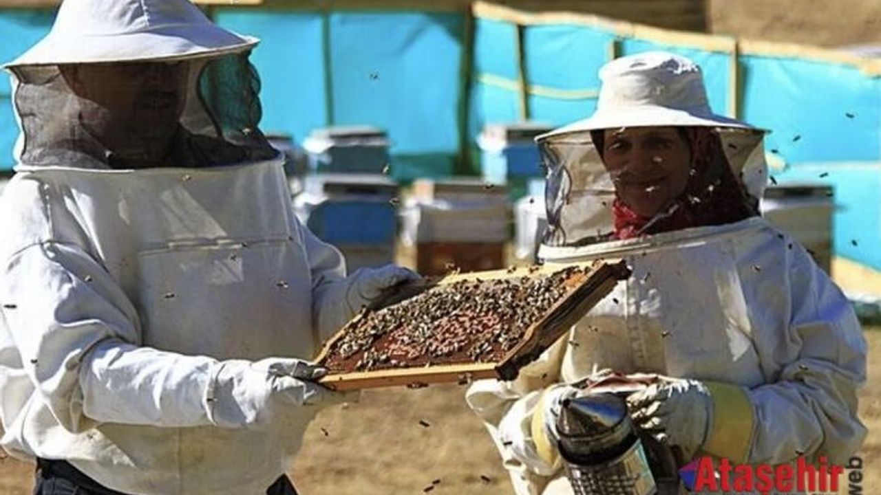 Anzer Balında Büyük Alarm: 10 Ton Üretiliyor, 100 Ton Satılıyor!