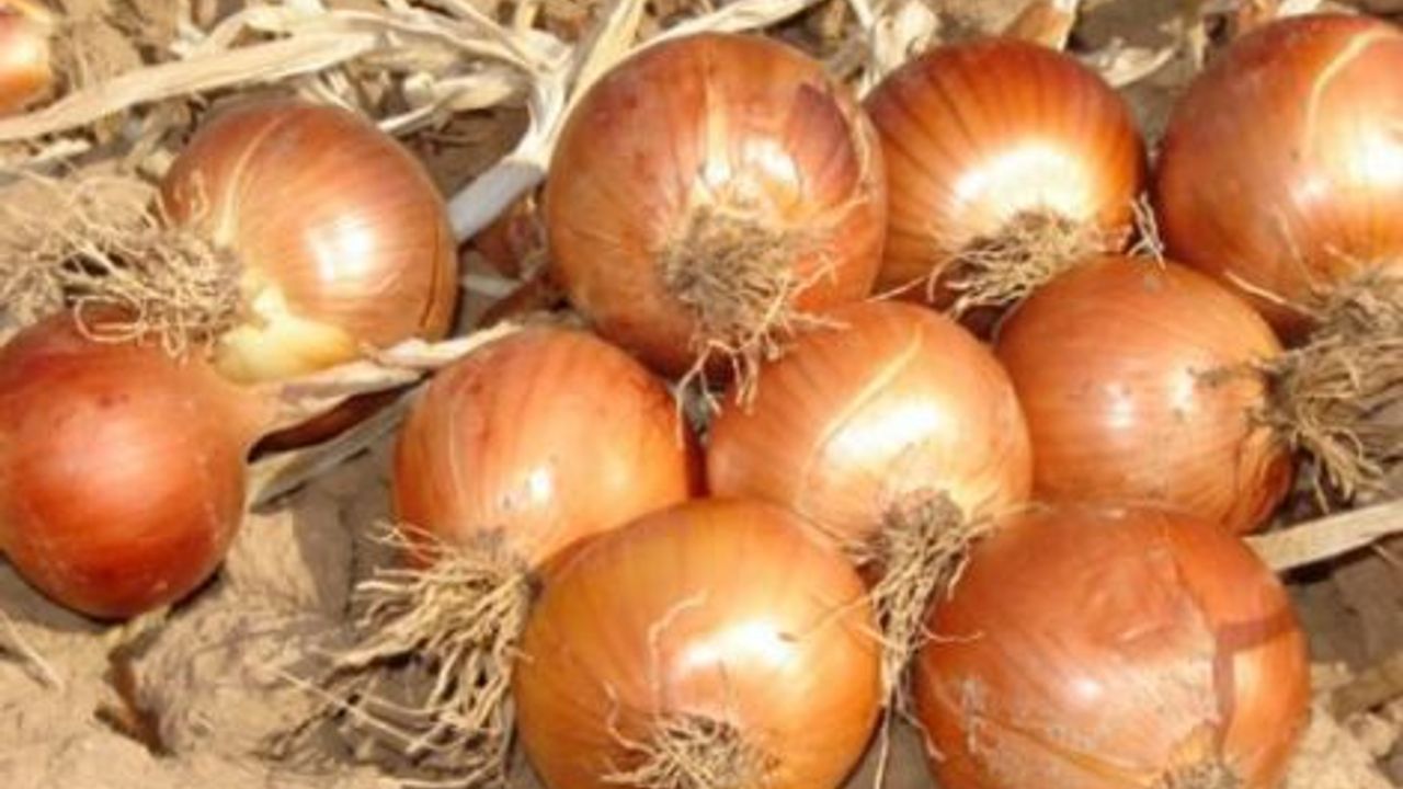  En yüksek yeterlilik derecesi %141,5 ile taze soğanda gerçekleşti