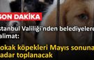 İstanbul Valiliği’nden 39 İlçeye "Sokak Köpeği" Talimatı:
