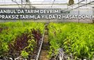 İstanbul'da Tarım Devrimi: Topraksız Tarımla Yılda 12 Hasat Dönemi!