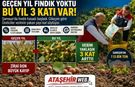 Samsun’da Fındık Bereketi
