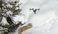 Sibirya kaplanları İHA 'düşmanı' oldu