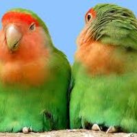 evcil sultan papagani ariyorum