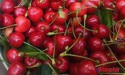  Çeribaşı Kirazı Tescillendi