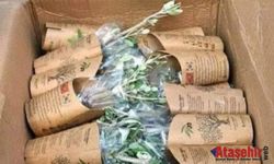 Güney Kore’den Hatay’a 3043 Zeytin Fidanı: Şehitlerimizin Anısına