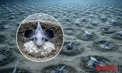 Antarktika’nın Buzlarının Altında 60 Milyon Yuvadan Oluşan Gizli Ekosistem Keşfedildi