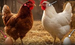 Yumurtanın Rengi Nerede Gizli?