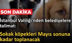 İstanbul Valiliği’nden 39 İlçeye "Sokak Köpeği" Talimatı: