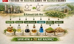 Ton Kekik Nasıl 60 Bin Dolara Dönüşür?